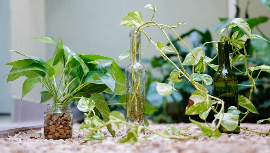 jiboia-sombra-resistência-meu-jardim-em-casa