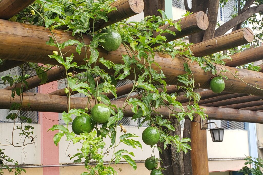 maracujá-em-casa-pergolado-jardim