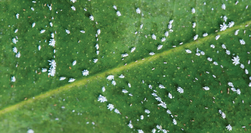 praga-jardim-em-casa