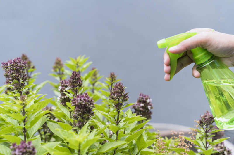 pragas-doenças-plantas-em-casa