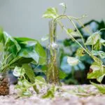 jiboia-sombra-resistência-meu-jardim-em-casa